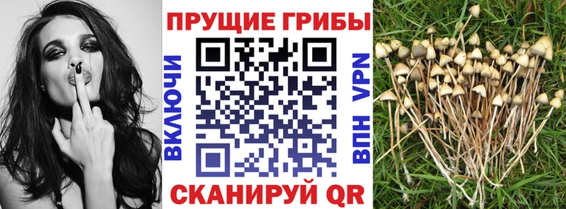 ОМГ ОМГ ССЫЛКА купить закладку Кремёнки Псилоцибиновые грибы мухоморы